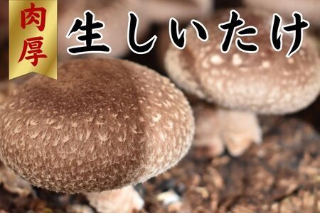 就労支援センター　すまっしゅ　肉厚生しいたけ