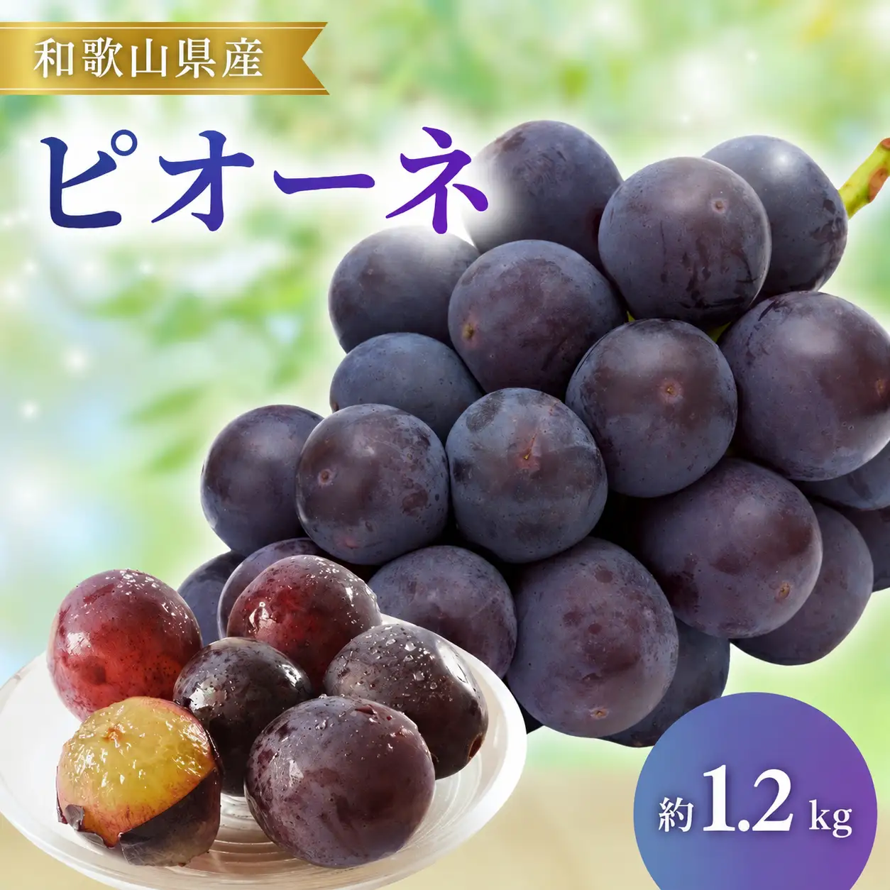 ピオーネ 和歌山県産 約1.2kg (2～3房)【2026年8月下旬頃から9月中旬順次発送予定（日付指定不可）】【BG-mat306C】