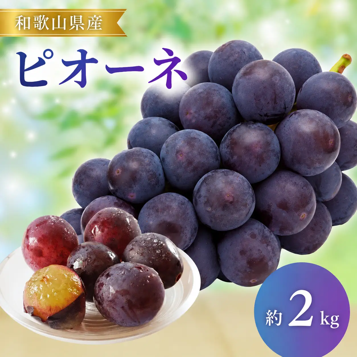 ピオーネ 和歌山県産 2kg (3～5房) 【2026年8月下旬頃から9月中旬順次発送予定（日付指定不可）】【BG-mat105B】