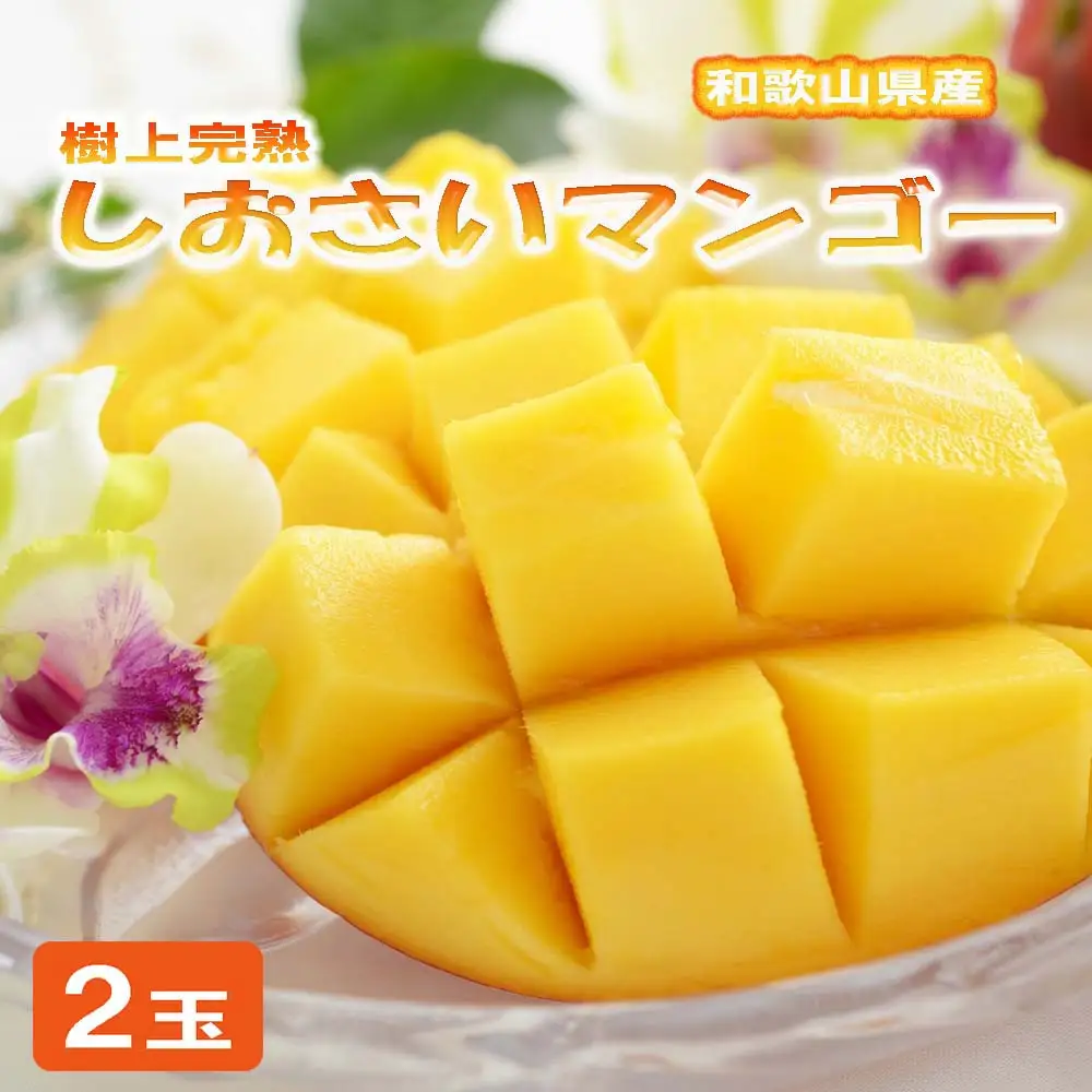 和歌山県産 樹上完熟しおさいマンゴー 2玉入り★2026年8月初旬頃より順次発送　［TM218］