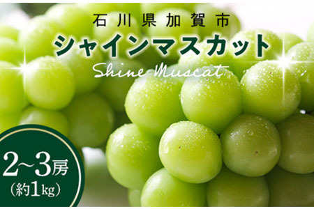 【2026年先行予約】シャインマスカット約1kg 石川県加賀市産（ご家庭用） シャインマスカット マスカット ぶどうぶどうぶどう 葡萄 デザート フルーツフルーツフルーツフルーツ 果物 くだもの 果実 食品 F6P-2629