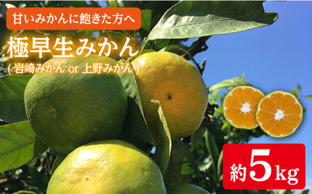  極早生みかん 5kg [CCZ001] みかん