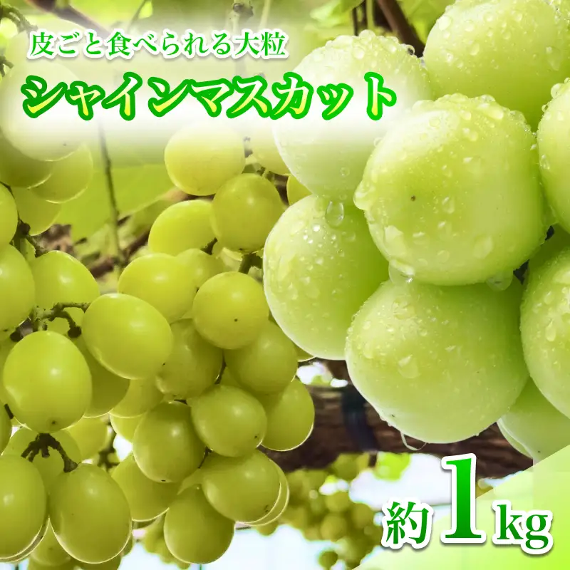 【9月下旬から発送予定】南信州産 甘い大粒 シャインマスカット 約1kg 2～3房｜長野県 飯田市
