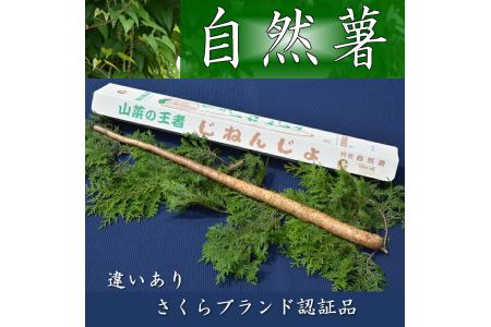 さくらブランド認証品　えみの自然薯　1本（500g以上）山芋 とろろ 国産 健康 ※2025年11月下旬頃より順次発送予定