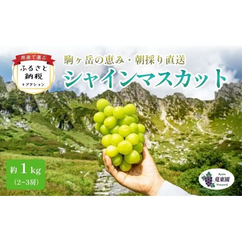 【駒ヶ岳の恵み・朝採り直送】シャインマスカット 約600g 1～2房 中央アルプス 駒ヶ根産 種なし 皮ごと 山の雫 木曽駒ヶ岳 宝剣岳 千畳敷カール 寒暖差 信州 長野 ぶどう 2026