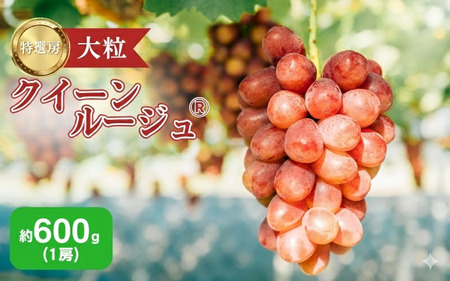 2026年産 ぶどう クイーンルージュ 約600g（1房）果物 フルーツ デザート 信州 長野 駒ケ根市