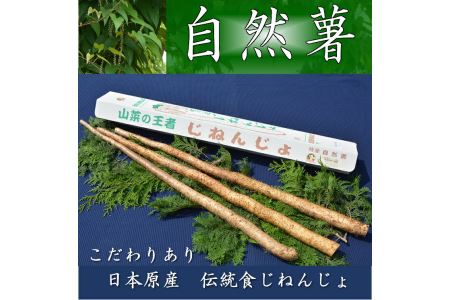 さくらブランド認証品　えみの自然薯　2～3本（1.5kg以上）山芋 とろろ 国産 健康 ※2025年11月下旬頃より順次発送予定
