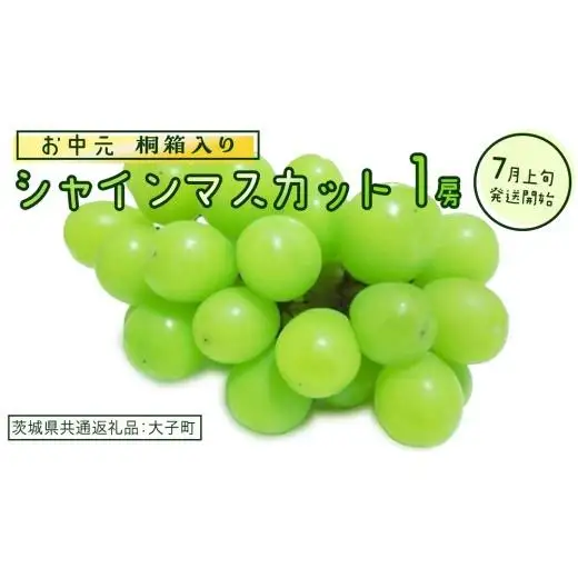 【 お中元 桐箱入り】 シャインマスカット １房 【2026年7月上旬発送開始】(茨城県共通返礼品：大子町)