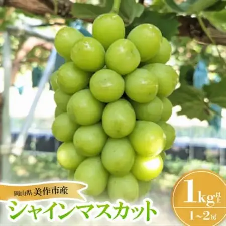 シャインマスカット1Kg 岡山県産フルーツ 1房～2房【配送不可地域：離島】【1626496】