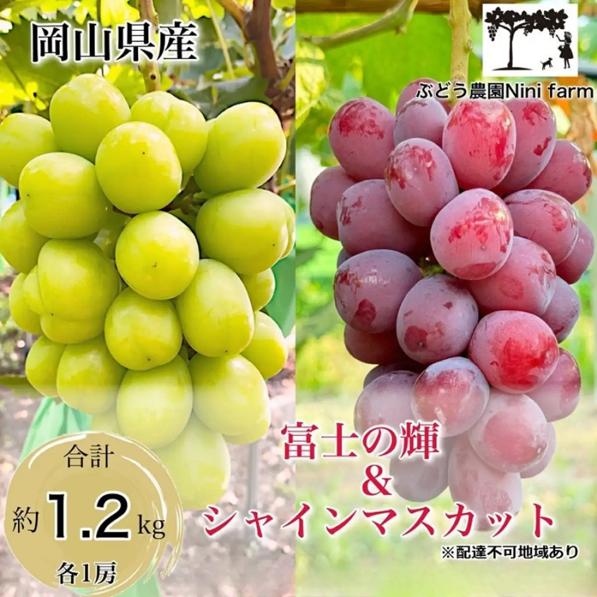 ぶどう 2026年 先行予約 富士の輝＆こだわり シャインマスカット 合計約1.2kg 贈答用