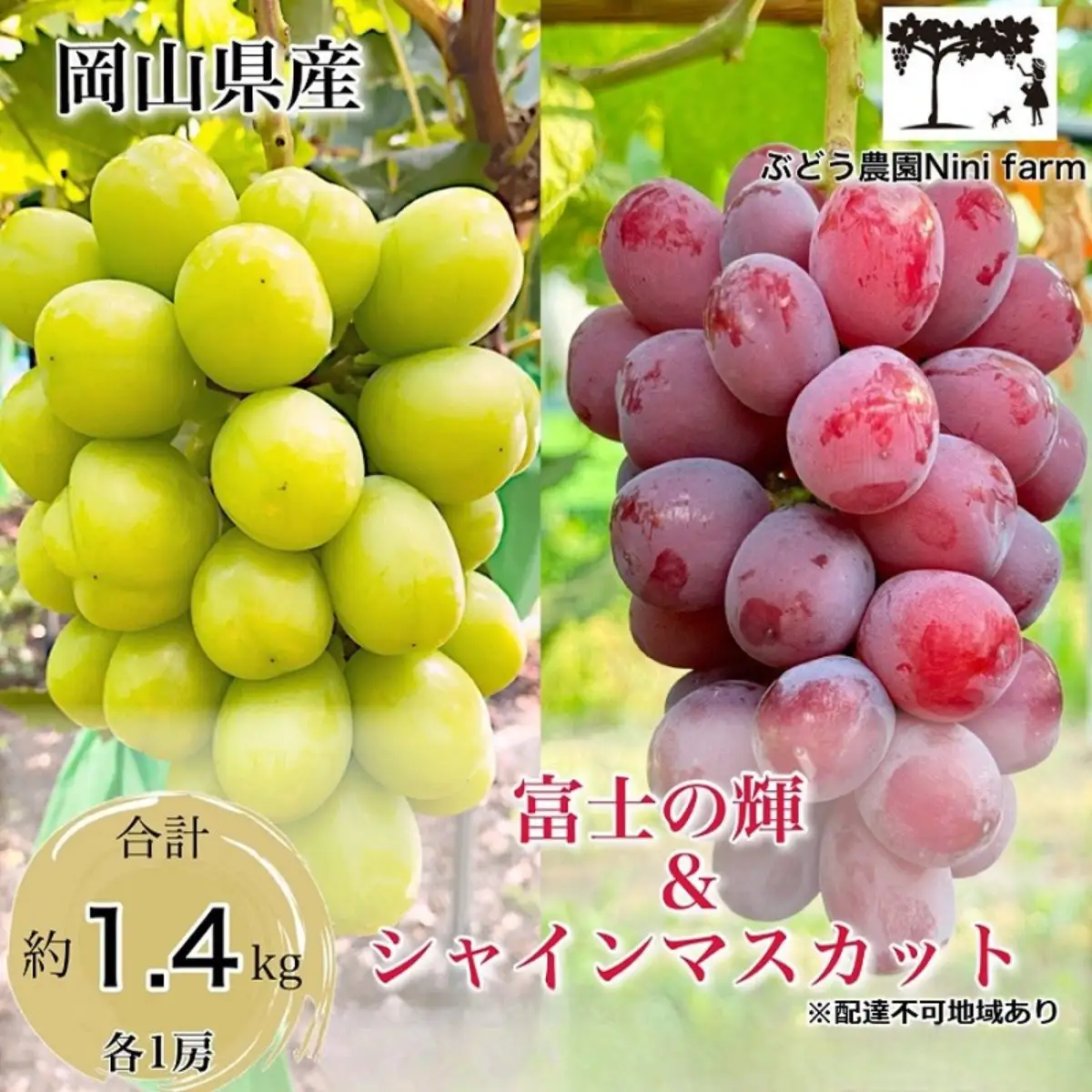 ぶどう 2026年 先行予約 ぶどう 富士の輝＆こだわりのシャインマスカット 合計 約1.4kg 贈答用
