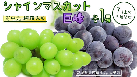 【 お中元 桐箱入り 】 シャインマスカット & 巨峰 (各１房) 【2026年7月上旬発送開始】(茨城県共通返礼品：大子町)