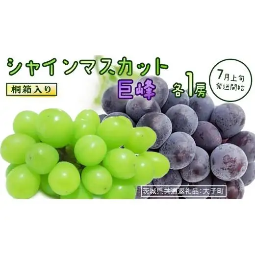 【桐箱入り】 シャインマスカット & 巨峰 (各１房)【2026年7月上旬発送開始】(茨城県共通返礼品：大子町)