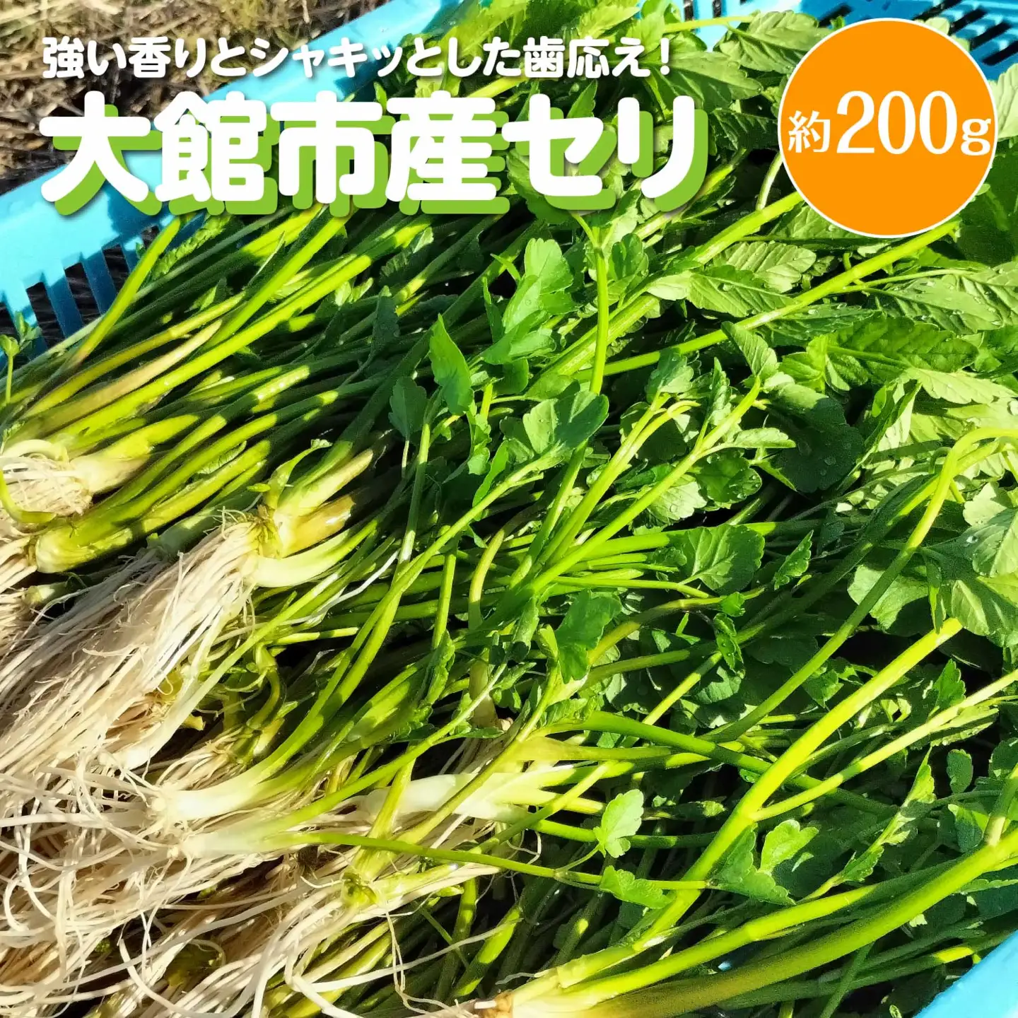 セリ 強い香りとシャキッとした歯応え 約200g　60P3217