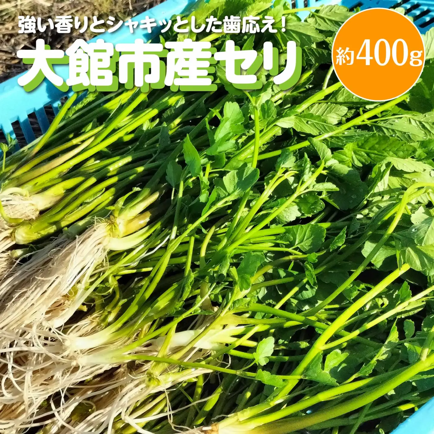 セリ 強い香りとシャキッとした歯応え 約400g　120P3201