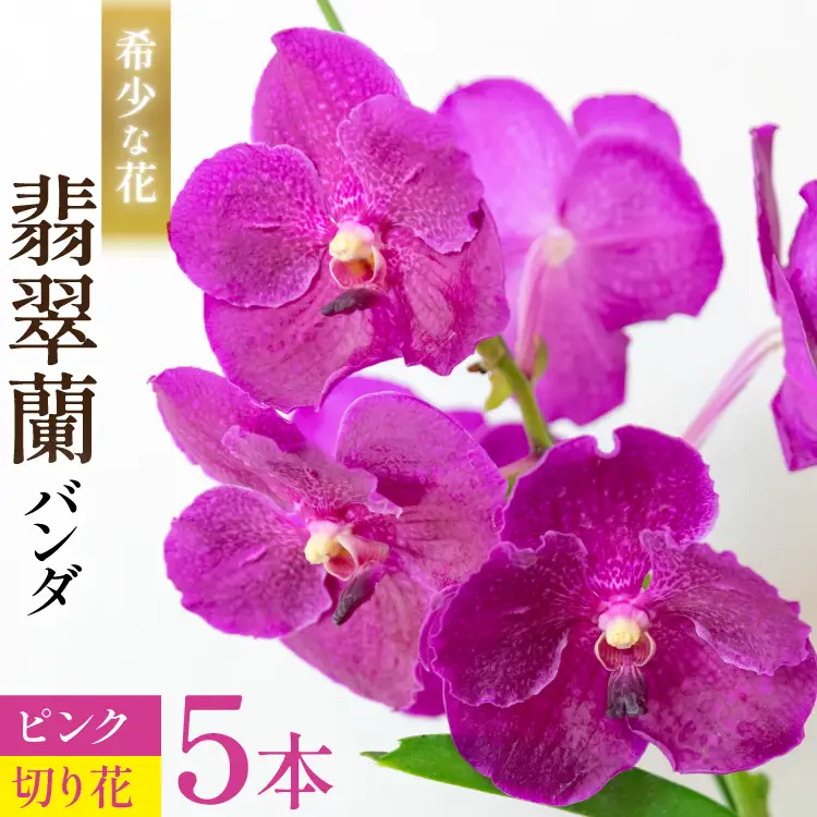 AI175 希少な花「華やかな恋」の予感 翡翠蘭(バンダ) 切り花 5本 セット ピンク [長崎県 島原市]