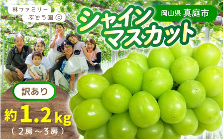 訳あり シャインマスカット 岡山県産ぶどう訳ありシャインマスカット約1.2kg（約2～3房） 【hfbd021-02】