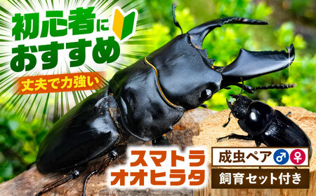 【先行予約】スマトラオオヒラタクワガタ 成虫ペア 飼育セット【配達不可：北海道・沖縄・離島】[AEDD003]