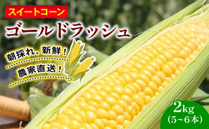 【先行予約】南国市産 訳あり スイートコーン ゴールドラッシュ 2kg（5～6本）朝採れ コーン