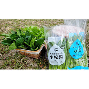 小松菜、水菜の詰め合わせ 各12束