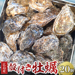 広島県産 草津かき(殻付き) 20個【広島 牡蠣】