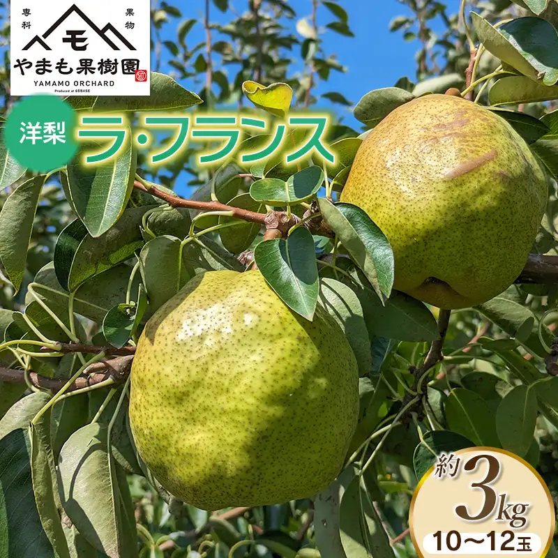 【令和8年産先行予約】洋梨　ラ・フランス　約3kg（10～12玉） 山形県鶴岡市　やまも果樹園　| ラフランス 洋ナシ 洋なし 西洋梨 産地直送 3キロ 秋果実 果物 くだもの フルーツ デザート 旬 果物の女王 みずみずしい 人気 美味しい 2026年産 お取り寄せ 返礼品