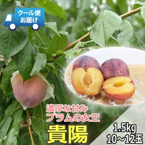 ＜2026年発送先行予約＞クール便 収穫当日に発送 プラムの女王【貴陽】1.5kg（10～12玉） ALPDG007