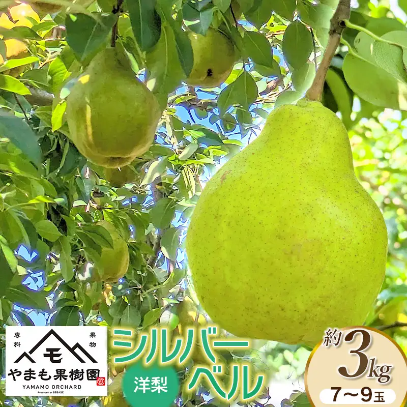 【令和8年産先行予約】洋梨　シルバーベル　約3kg（7～9玉） 山形県鶴岡市　やまも果樹園　| 洋ナシ 洋なし 西洋梨 産地直送 3キロ 秋果実 果物 くだもの フルーツ デザート 旬 人気 美味しい 2026年産 お取り寄せ 返礼品 