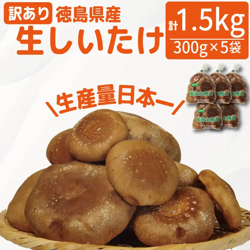 訳あり 生しいたけ 1.5kg しいたけ