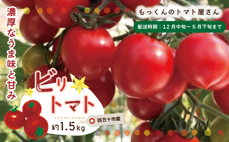 四万十市産 じっくり育った濃厚 ビリトマト 1.5kg 南国 新鮮 野菜 やさい 国産 トマト とまと ミニトマト コク 甘い 冷蔵 産地直送 お取り寄せ 旬 農家直送 高知県 高知 四万十市 四万十 しまんと 【12月中旬～5月下旬に発送】26-86
