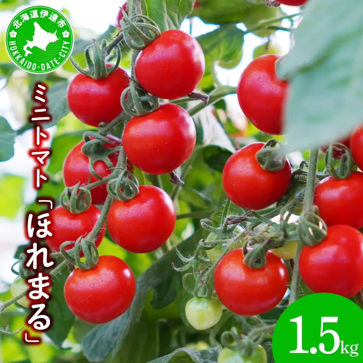 ＜先行予約＞ミニトマト ほれまる 1.5kg【ffk-001】