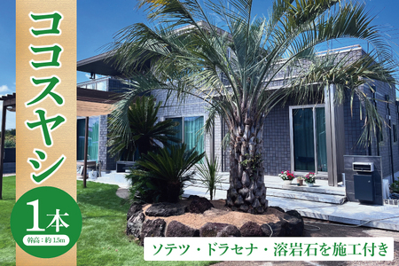 ココスヤシ 幹高約1.5m１本・ソテツ・ドラセナ・溶岩石【施工込み】 ヤシの木 ヤシ リゾート ガーデン 自宅 別荘 南国 庭木 観葉植物 大洗町_DQ006