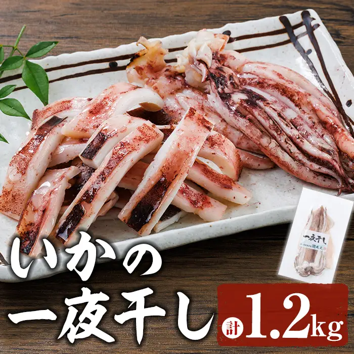 いかの一夜干し (計1.2kg) 魚介 いか イカ 烏賊 一夜干し 冷凍 おつまみ スルメイカ するめいか するめ 国産 【opar002】【磯武】