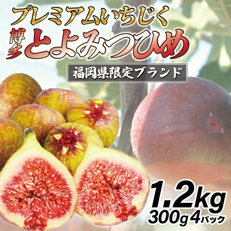 【令和8年度産】【先行予約】福岡県ブランドいちじく「博多とよみつひめ」300g×4パック [M775-2] 福岡県限定 果肉 上品 甘い なめらか食感 糖度17度 フルーツ 果物