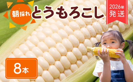 【 2026年 先行予約 】 白とうもろこし 8本 【 とうもろこし 】 