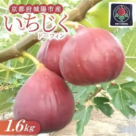 京都府城陽市のいちじく(ドーフィン) 400g×4パック 栄養が豊富な体に嬉しいフルーツ【配送不可地域：離島・北海道・沖縄県・東北】【1635816】