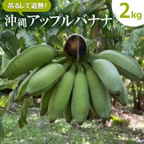 【栽培期間中農薬不使用】吊るして追熟!飾れる沖縄アップルバナナ2kg【1640917】
