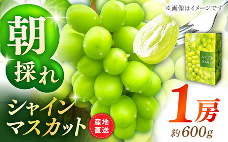 【先行予約】シャインマスカット 1房（約600g）【城 果樹園】[ZFD002]