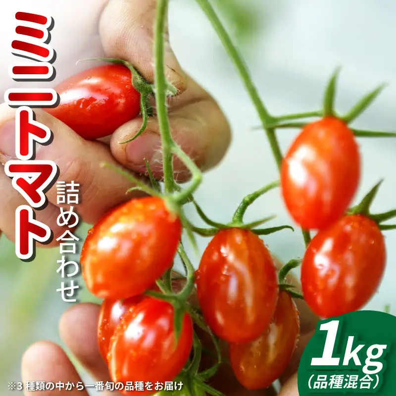 トマト ミニトマト 1kg フランティーノ アマイマリー チコ トマト トマト トマト