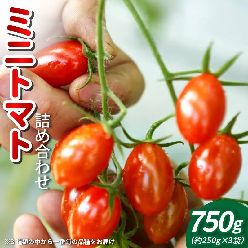 トマト ミニトマト 750g （ 250g × 3袋 ） フランティーノ アマイマリー チコ 小分け トマト トマト トマト