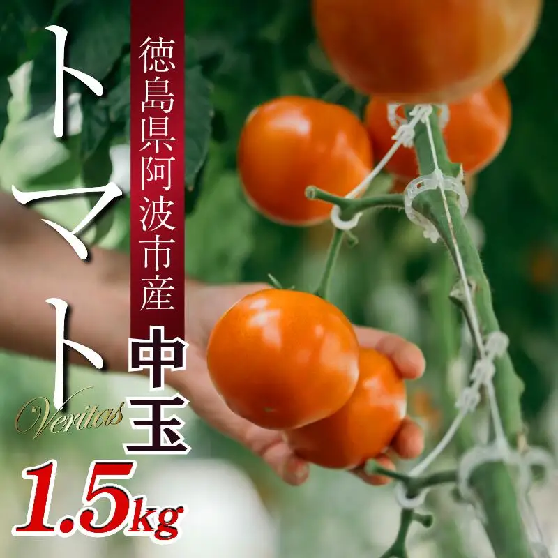 トマト 中玉 1.5kg 野菜 やさい トマト トマト トマト トマト