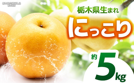 【栃木県共通返礼品】【2026年先行予約】にっこり 約5kg |にっこり 梨 なし ナシ 新品種 先行予約 大粒 新鮮 甘い 美味しい 果物 くだもの フルーツ ふるーつ 共通返礼品 フルーツ デザート 栃木県 那珂川町
