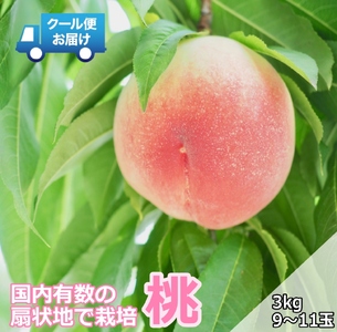 ＜2026年発送先行予約＞クール便 収穫当日に発送 【桃】3kg（9～11玉）ALPDG013