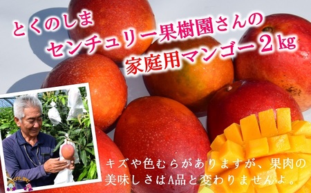 ≪先行予約≫【家庭用】徳之島センチュリー果樹園さんの完熟マンゴー約2kg ( マンゴー フルーツ わけあり 訳あり 訳有 果物 完熟 無加温 徳之島 世界自然遺産 美味しい とろける 旬 贅沢 糖度 南の島 )