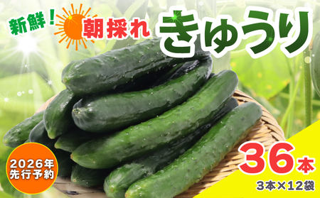 【2026年先行予約】きゅうり 新鮮 朝採れ 36本入り きゅうり きゅうり きゅうり きゅうり きゅうり