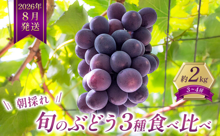 8月発送｜採れたて旬のぶどう 食べ比べ 約2kg（3～4房）セット 詰め合わせ 産地直送 フルーツ 兵庫県 加西市