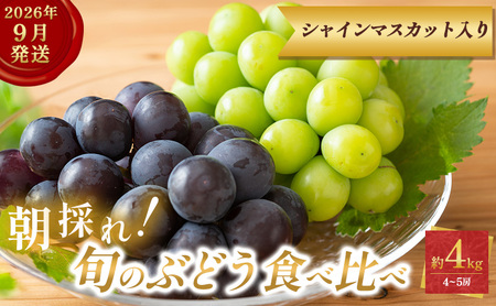 9月限定｜採れたて旬のぶどう 食べ比べ 約4kg（4～5房）シャインマスカット入り セット 詰め合わせ 産地直送 フルーツ 兵庫県 加西市