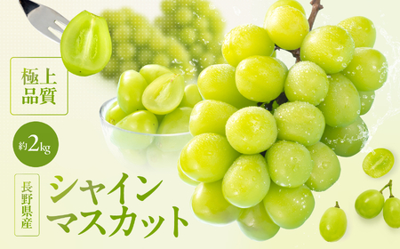 長野県産 シャインマスカット 秀品 約2kg〈2026年9月下旬～11月上旬発送〉| 長野県 飯田市