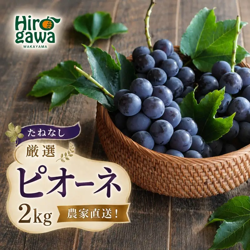 ピオーネ たねなし 2kg 厳選 / ぶどう 種無し 甘い 高級 和歌山 ※2026年8月中旬～9月中旬に順次発送 ※北海道・沖縄・離島への配送不可 【tec511-p-2B】