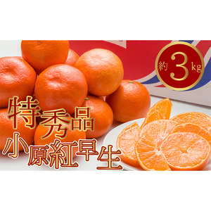 特秀品！真っ赤なお蜜柑「小原紅早生」約3kg みかん FAH-0012